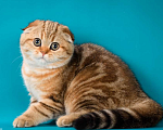 Кошки в Щербинке: золотая мраморная кошечка Девочка, 25 000 руб. - фото 10