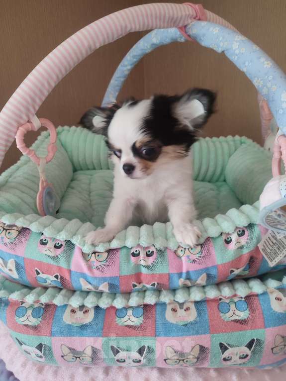 Собаки в Санкт-Петербурге: Невероятно сладкий пупсик ❤️ Мальчик, 50 000 руб. - фото 4