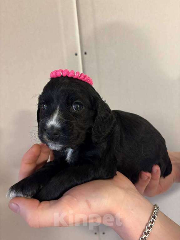 Собаки в Ярцево: щенки русского спаниеля Мальчик, 7 000 руб. - фото 1