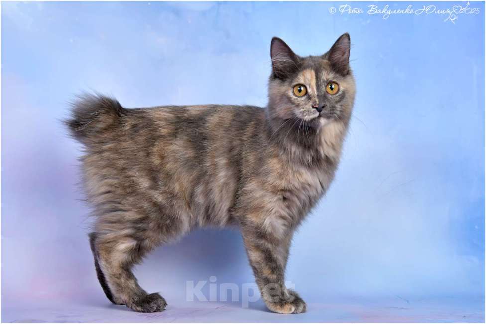 Кошки в Ростове-на-Дону: Курильский бобтейл  Девочка, 50 000 руб. - фото 3