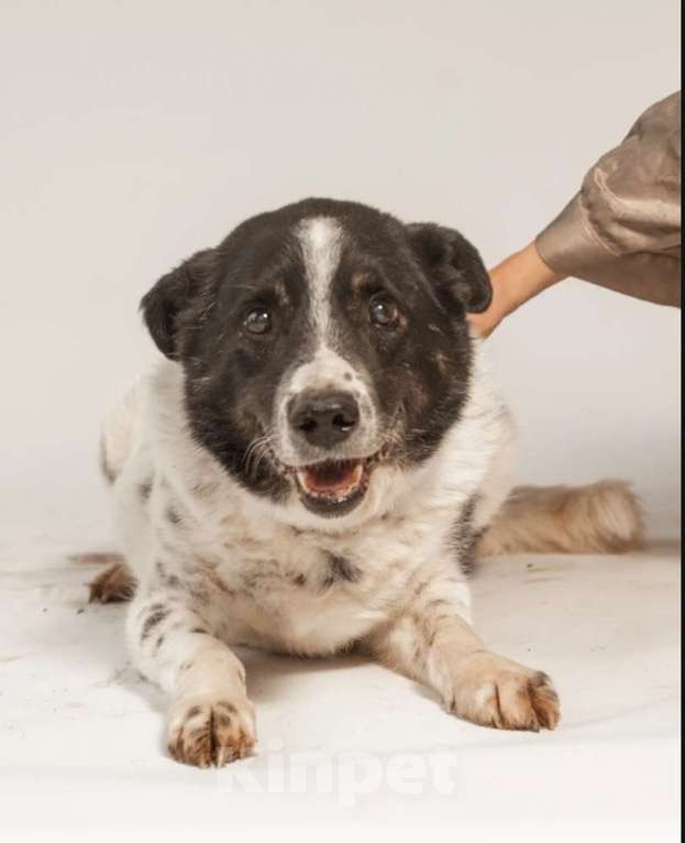 Собаки в Москве: Веснушчатый пёс Микки в добрые руки Мальчик, 1 руб. - фото 5