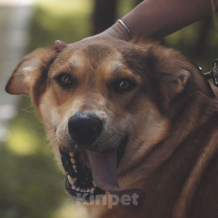 Собаки в Москве: Спейси Девочка, Бесплатно - фото 1