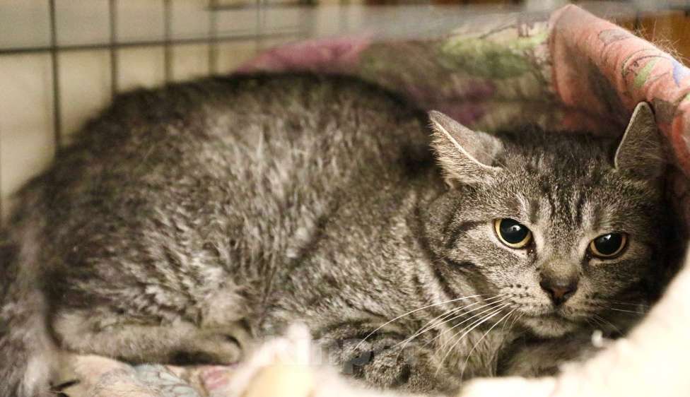 Кошки в Москве: Клепа - метис британской кошечки, в добрые руки Девочка, Бесплатно - фото 6