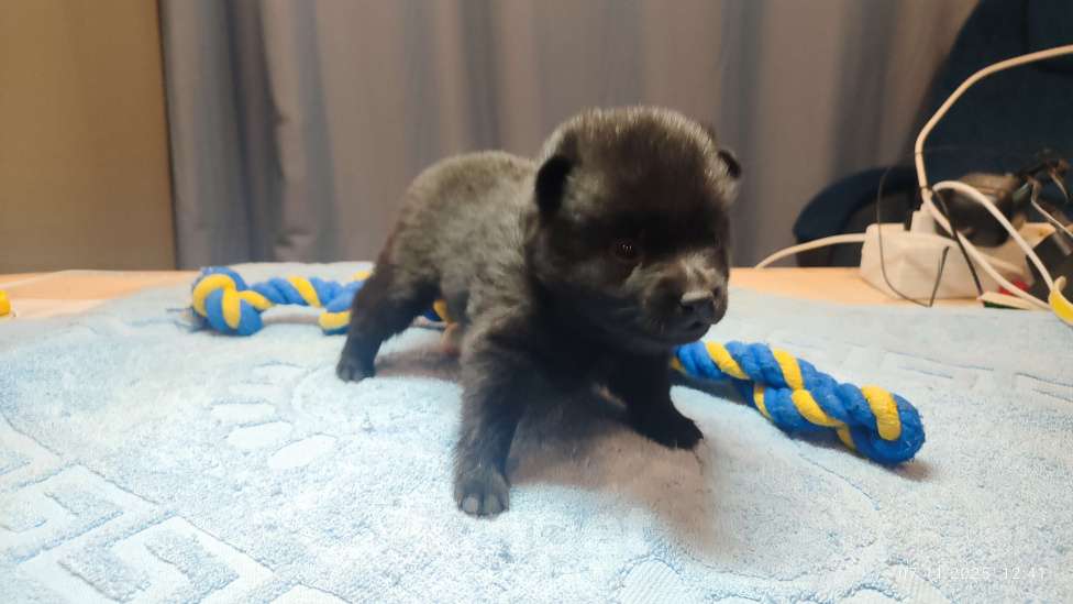 Собаки в Раменском: Щенки шипперке от титулованных родителей в домашних условиях Мальчик, 70 000 руб. - фото 2