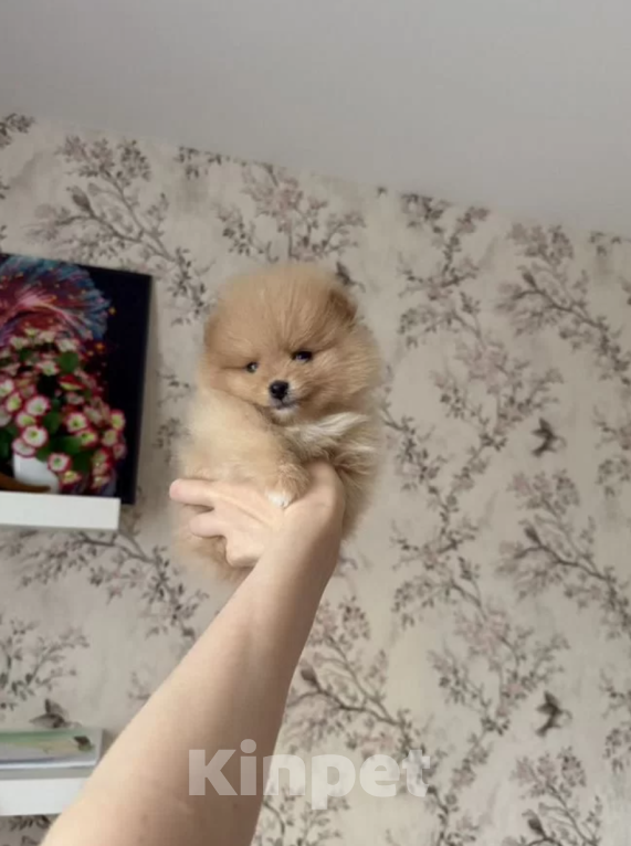 Собаки в Москве: Мини мальчик Мальчик, 30 000 руб. - фото 1