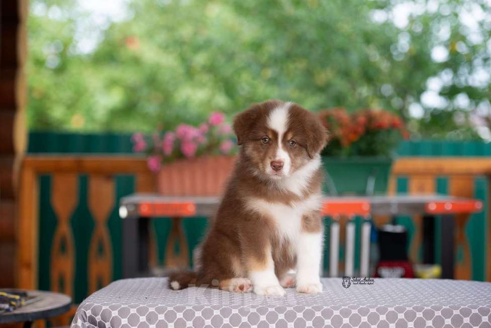 Собаки в Москве: австралийская овчарка аусси Девочка, 80 000 руб. - фото 8