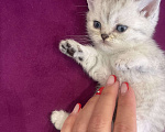 Кошки в Новосибирске: Котята британской шиншиллы Девочка, 13 000 руб. - фото 3