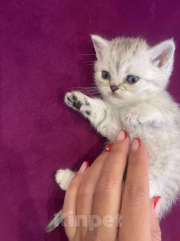 Кошки в Новосибирске: Котята британской шиншиллы Девочка, 13 000 руб. - фото 3