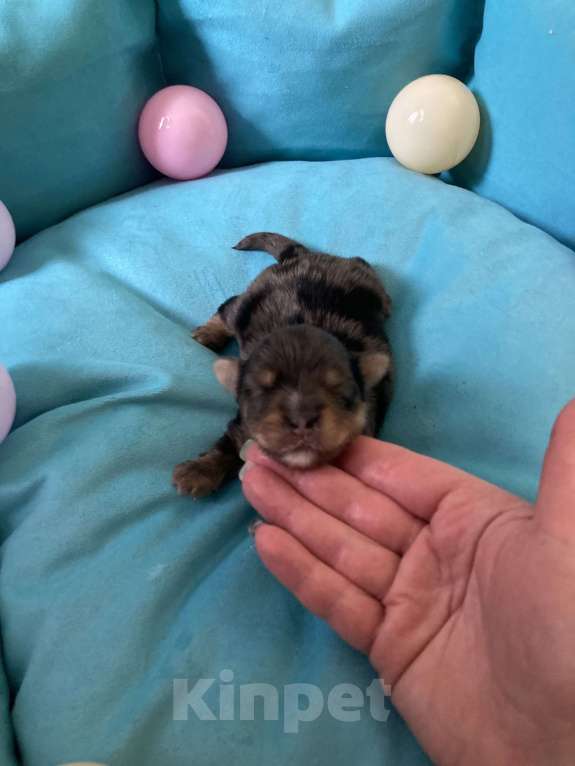 Собаки в Москве: Крупный мальчик йорк чёрный мрамор под резерв Мальчик, Бесплатно - фото 4