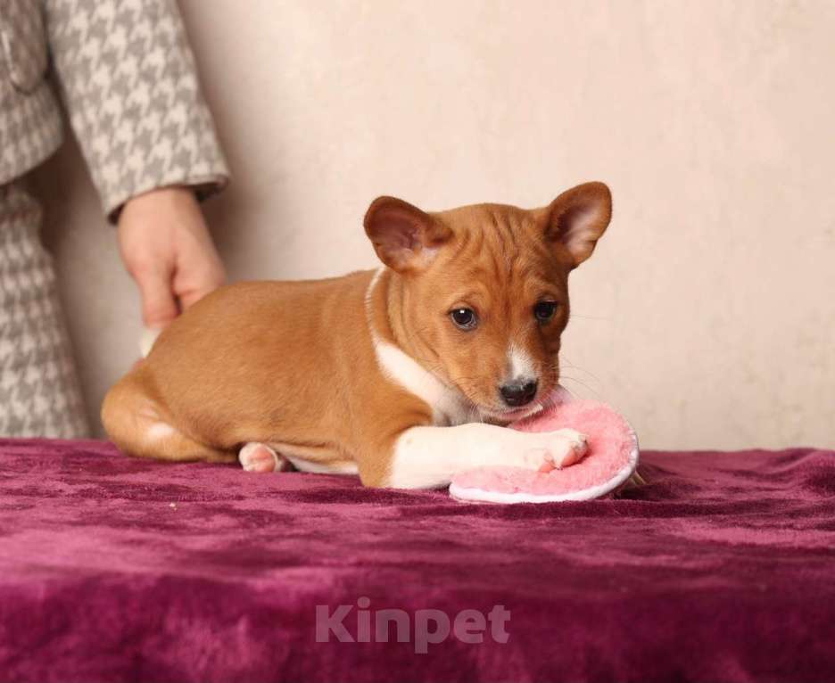 Собаки в Санкт-Петербурге: Щенок басенджи Мальчик, Бесплатно - фото 2