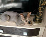 Кошки в Воронеже: Абиссинский кот вязка, 4 500 руб. - фото 4