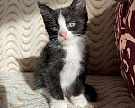 Кошки в Белом: Котенок девочка 2 месяца,здорова,лоток отлично Девочка, 100 руб. - фото 1