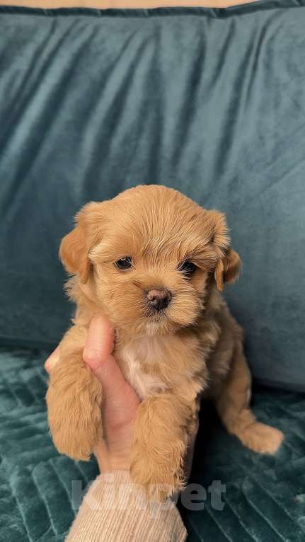 Собаки в Москве: Мальтипу f1  девочка мини  Девочка, 250 000 руб. - фото 2