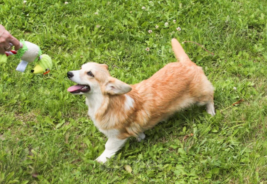 Собаки в Чапаевске: Корги Этери Эсми Девочка, 50 000 руб. - фото 5