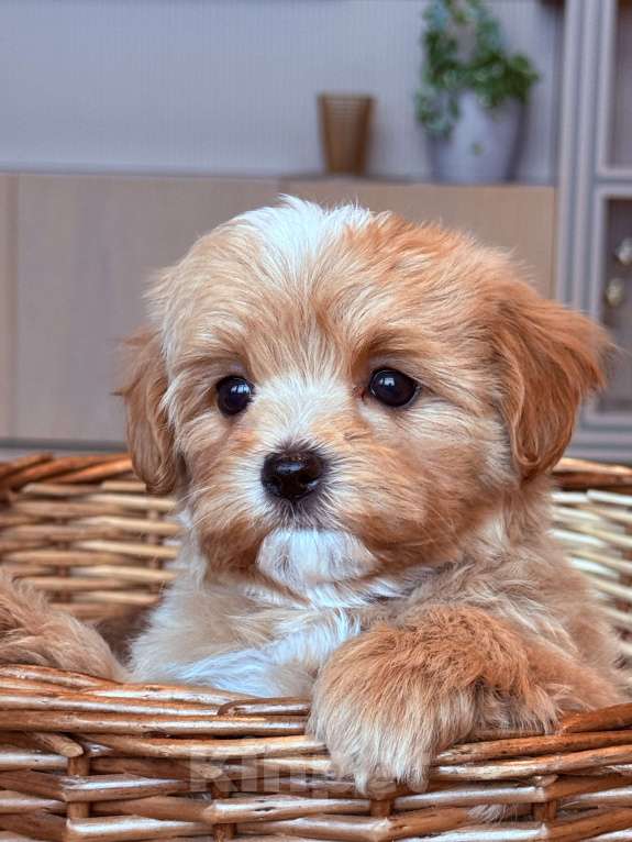 Собаки в других городах Московской области: Мальтипу мини f 1 Мальчик, 200 000 руб. - фото 3