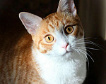 Кошки в Москве: Котик Боня - комнатное солнышко! В добрые руки Мальчик, Бесплатно - фото 3