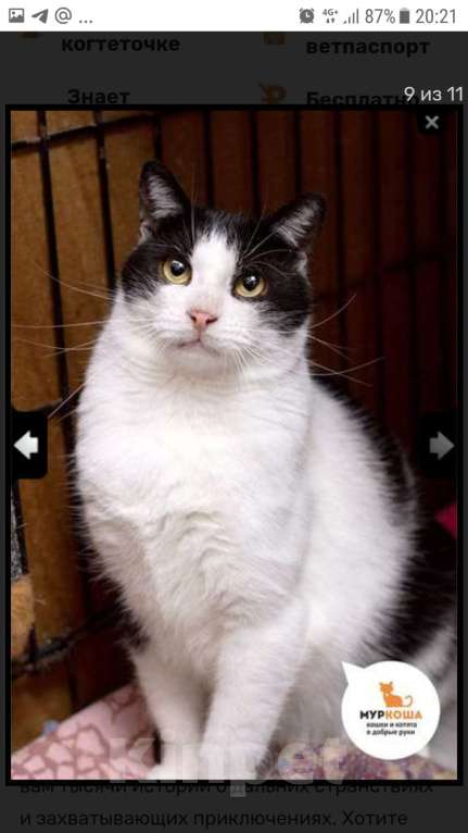 Кошки в Москве: Замечательный парень Сэм Мальчик, Бесплатно - фото 3