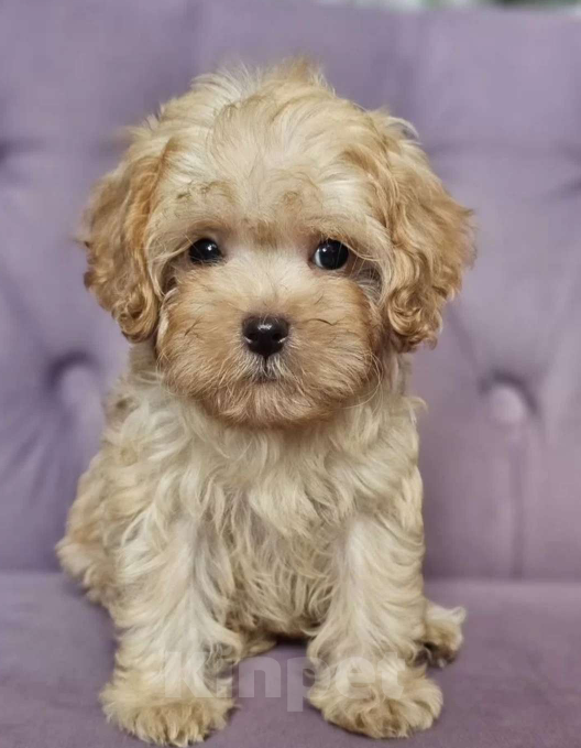 Собаки в Томске: Самый прекрасный щенок ищет компаньона Мальчик, 75 000 руб. - фото 2