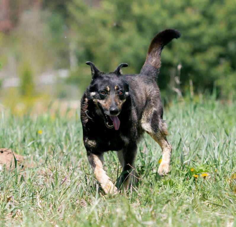 Собаки в других городах Пермского края: Брутальный внешне, а внутри мамочник Мальчик, Бесплатно - фото 6