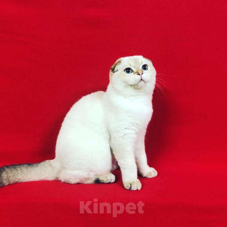 Кошки в Колпашево: Золотой кот на вязку, 1 руб. - фото 1