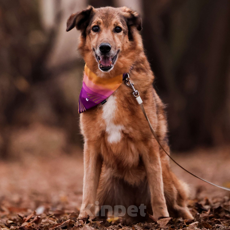 Собаки в Москве: Пожилая собака в добрые руки Девочка, Бесплатно - фото 4
