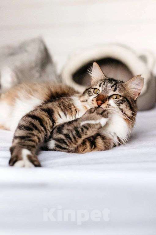 Кошки в Москве: Кот Кемер ищет дом Мальчик, Бесплатно - фото 6