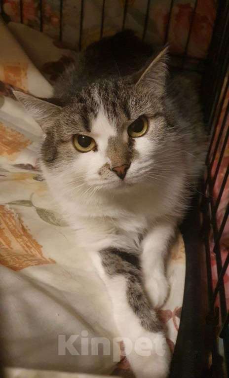 Кошки в Москве: Мэри — кошка с историей и большим сердцем Девочка, Бесплатно - фото 6