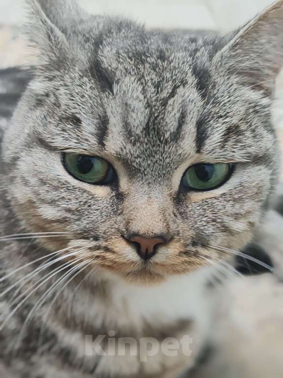 Кошки в Лобне: Кошечка со сложной судьбой в добрые руки  Девочка, Бесплатно - фото 3