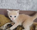 Кошки в Подольске: Кошечка  Девочка, Бесплатно - фото 1