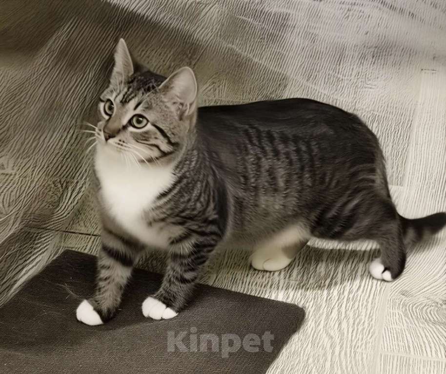 Кошки в Санкт-Петербурге: Котенок девочка Анфиса.  Девочка, Бесплатно - фото 4