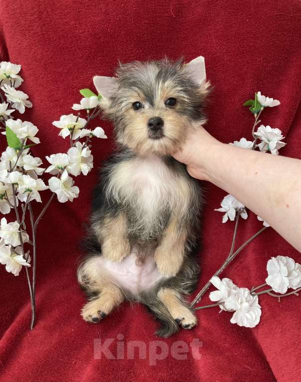 Собаки в Москве: Мраморный йорк мальчик стандарт игривый Мальчик, 45 000 руб. - фото 5