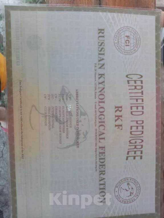 Собаки в других городах Ростовской области: Ищет семью Девочка, 25 000 руб. - фото 2