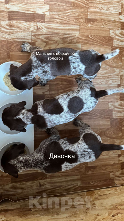 Собаки в Балашихе: Щенок курцхаара мальчик Мальчик, Бесплатно - фото 1