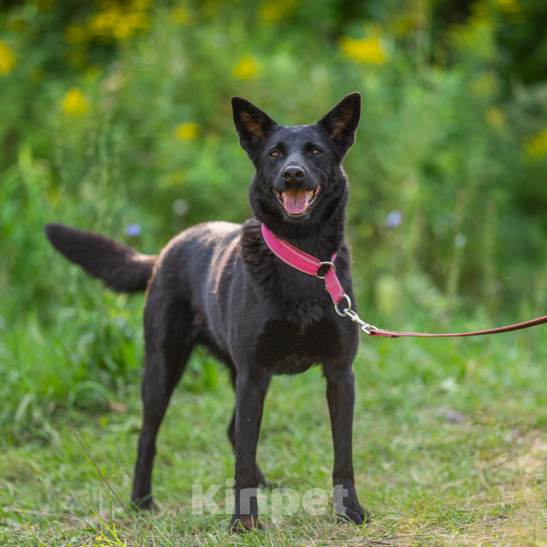 Собаки в Москве: Буся Девочка, Бесплатно - фото 2