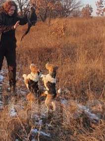 Собаки в Благовещенске: Жескошерстный фокстерьер  Девочка, Бесплатно - фото 1