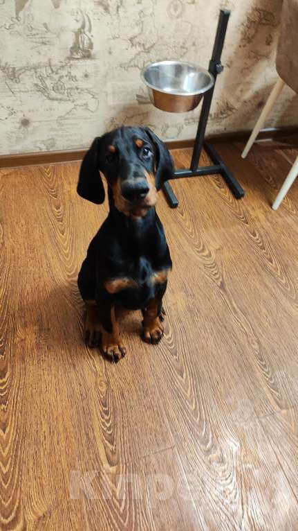 Собаки в Пензе: Продаются чистокровные щенки Добермана с документам РКФ Мальчик, 50 000 руб. - фото 4