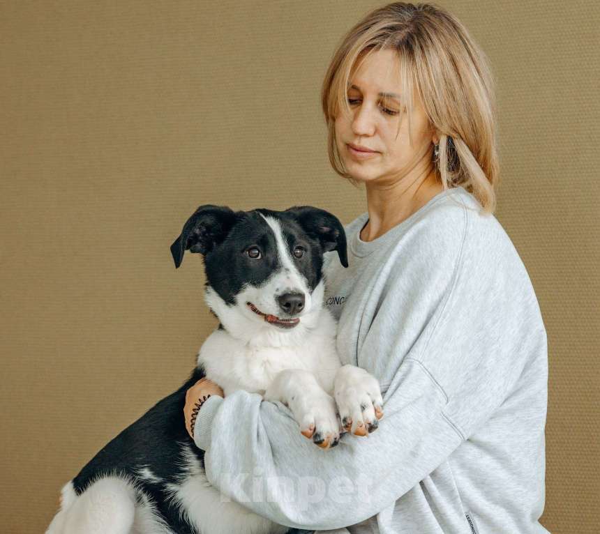 Собаки в Москве: Щенок в Москве бесплатно Девочка, Бесплатно - фото 2