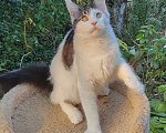 Кошки в Энгельс: Котенок Нильс Мальчик, 45 000 руб. - фото 2