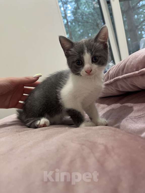 Кошки в Рязани: Лямур  Девочка, Бесплатно - фото 2