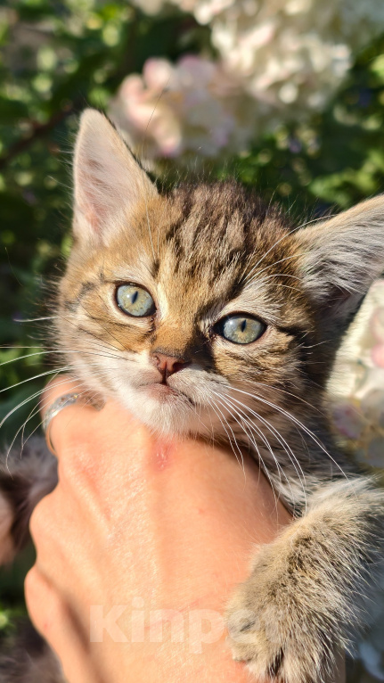 Кошки в Семилуках: Котенок в добрые руки Девочка, Бесплатно - фото 4