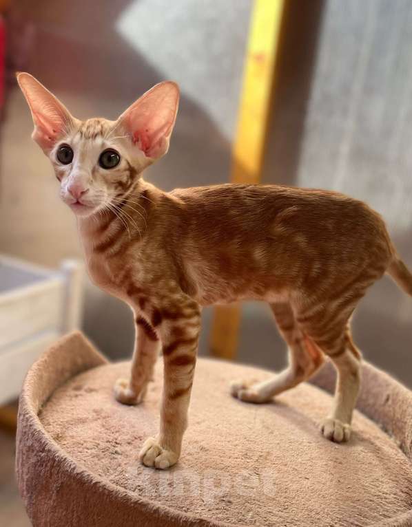 Кошки в Перми: ориентальный котенок Девочка, 50 000 руб. - фото 2