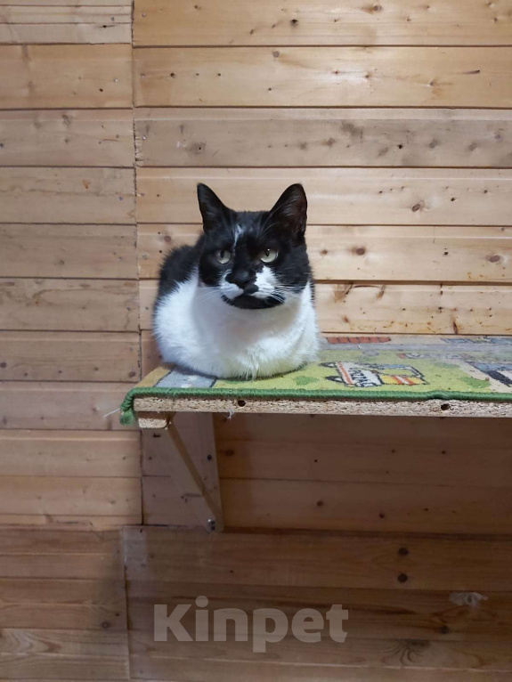 Кошки в Красногорске: 1500 дней в ожидании чуда... Девочка, 1 руб. - фото 6