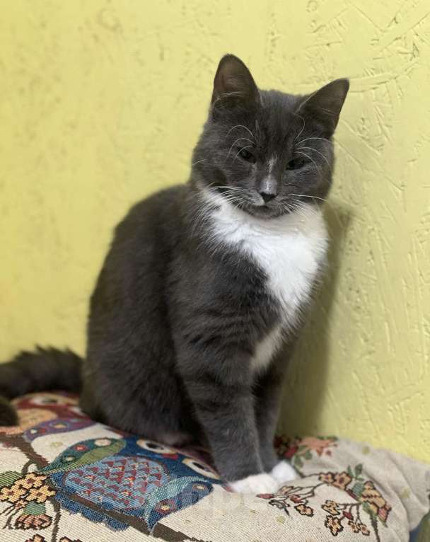 Кошки в Санкт-Петербурге: Котенок подросток ждет.. Мальчик, Бесплатно - фото 1