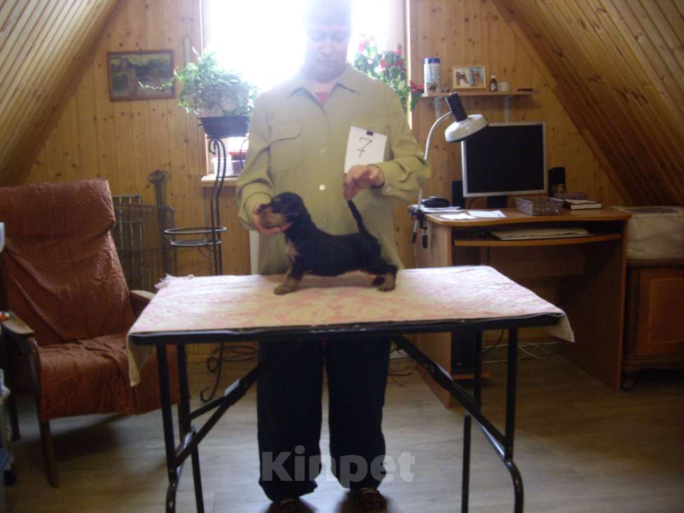 Собаки в Москве: щенки эрдельтерьера Девочка, Бесплатно - фото 4