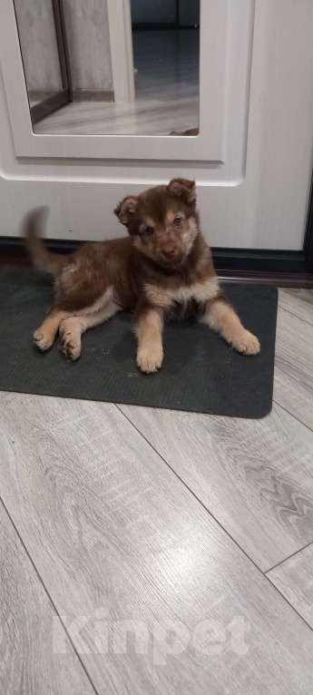 Собаки в Воронеже: Отдам щенка  в добрые руки Девочка, Бесплатно - фото 1