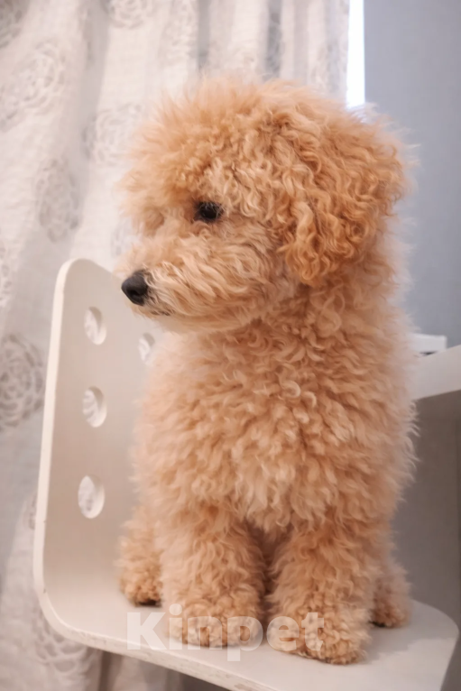 Собаки в Краснодаре: Мальтипу, щенок Мальчик, 65 000 руб. - фото 2