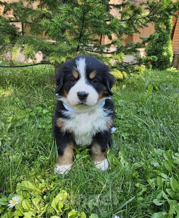 Собаки в других городах Московской области: Питомник "Зенненхунд России" предлагает щенков Девочка, 150 000 руб. - фото 2