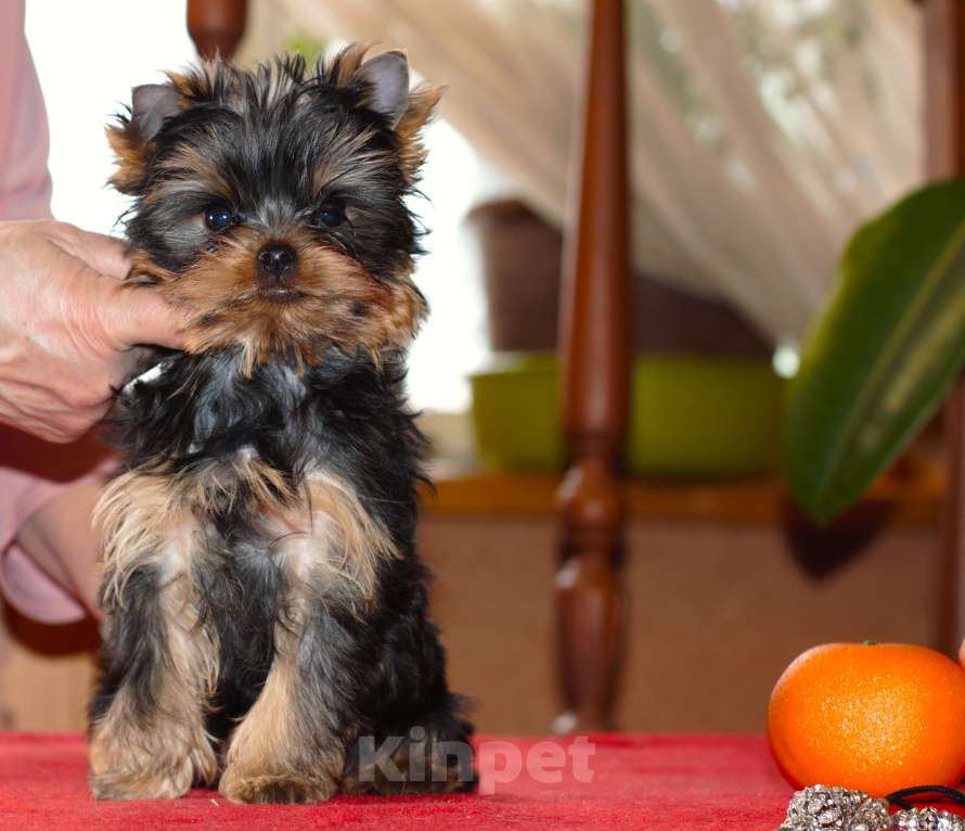 Собаки в Пушкино: Малышок - крепышок Мальчик, Бесплатно - фото 5