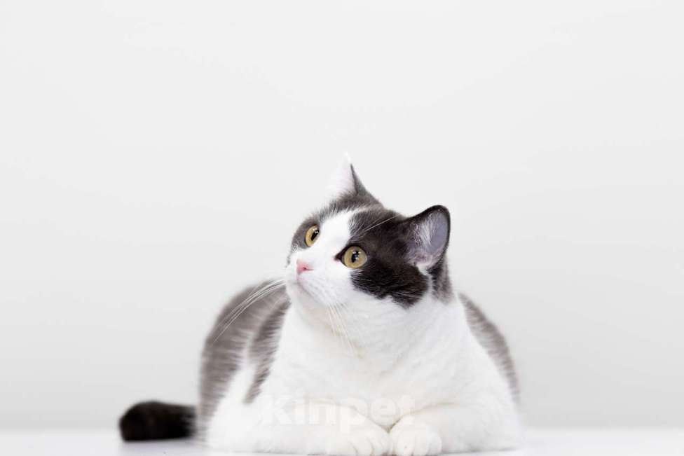 Кошки в Москве: кошка Аглая в добрые руки Девочка, Бесплатно - фото 2