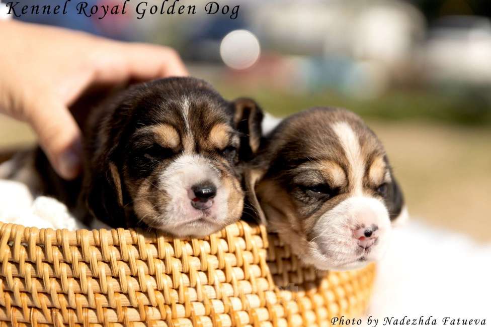 Собаки в Москве: Щенки бигль Мальчик, 60 000 руб. - фото 6